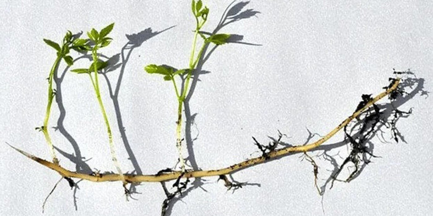 El modelo rizomático en la complejidad de la gestión de la inmigración: estudio de caso en Madrid (2022-2023)